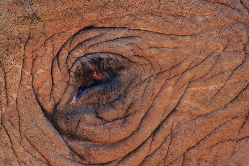 animal eye, mammal, animal, photo, extreme close-up, eyelash, elephant, animal Skin, backgrounds, pattern, skin, plain, wrinkled, eyelashes, wildlife, day