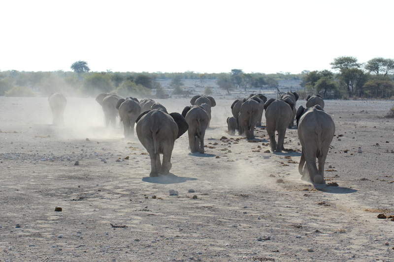 4K, domestic, wilderness, pets, large group of animals, dust, africa, wildebeest, livestock, vertebrate, outdoors, elephants, herbivorous, safari, day