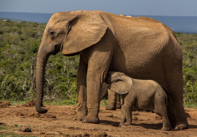 vertebrate, safari, park, animal body part, animal themes, walking, animal, pachyderm, elephant, side view, animal wildlife, herbivorous, animals in the wild