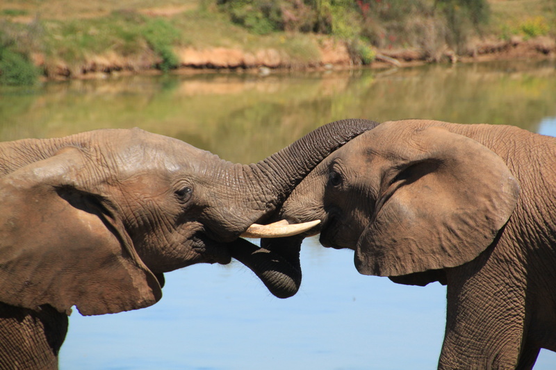 tusks, wilderness, tusk, animal wildlife, animal family, animals in the wild, elephant south africa, animal trunk, proboscis, african bush elephant, game reserve