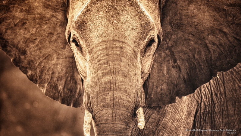 botswana, okavango, bush, 2K, elephant, african, Animals, delta