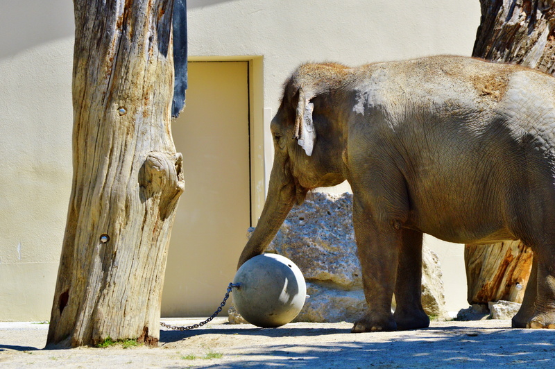 5K, building, zoo, outdoors, tree trunk, mammal, african bush elephant, wood - material, animal, day, tree, animal trunk, pachyderm, built structure, no people