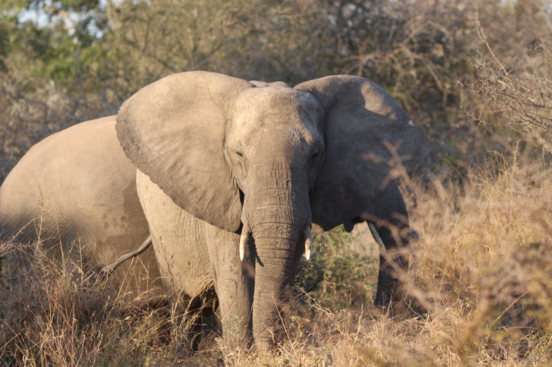 animal, ears, young animal, one animal, big, outdoors, elephant, 5K, national, large, full length, mammal, nature, trunk, african elephant, animal trunk