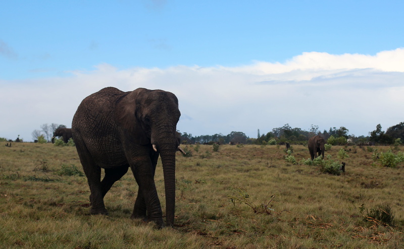 national park, creature, wildlife photography, animal trunk, cloud - sky, wild live, african elephant, animals in the wild, grass, herbivorous, wild animal