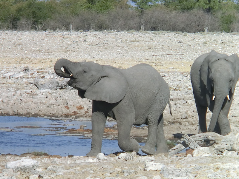herbivorous, standing, 4K, africa, water, proboscis, animal, animal family, day, african elephant, big five, drink, no people, pachyderm, zoology, mammal