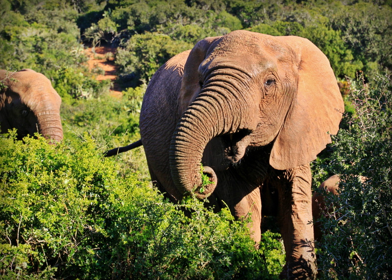 national park, animal themes, kruger national park, one animal, animals in the wild, animal family, proboscis, african bush elephant, forest, animal body part
