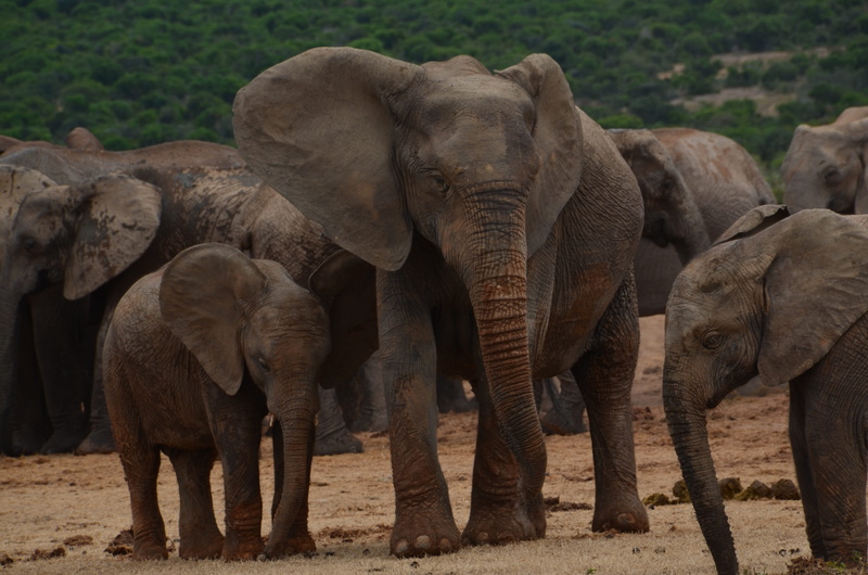 animal trunk, african bush elephant, nature, animal, medium group of animals, 4K, flock, wild animal, animals in the wild, mammal, animal family, elephant