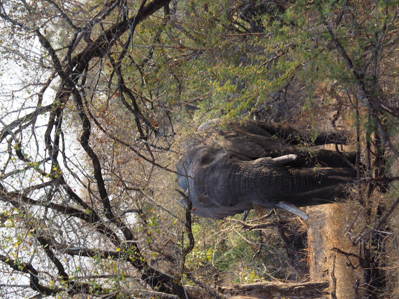 forest, mammal, Elephant, plant, outdoors, side view, Kruger, Savannah, animals in the wild, vertebrate, trunk, one animal, nature, South Africa, day, 4K