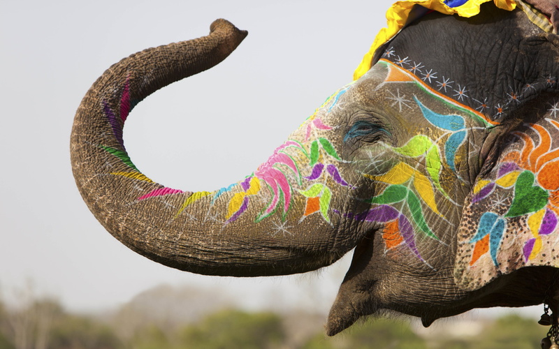 4K, asian elephant, pets, vertebrate, nature, one animal, domestic animals, indian elephant, happy colorful animals elephants india depth of field flowers painting festivals decorations nature