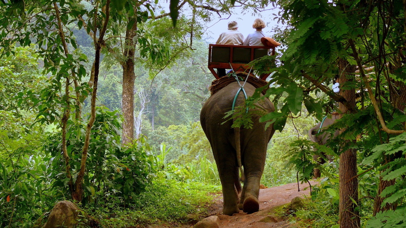 travel, nature, thailand, trees, animal themes, east Asian Culture, sri Lanka, driver, india, animals In The Wild, day, rear view, asia, tourist, plant