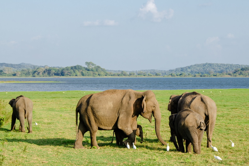 nature, land, animal themes, no people, plant, vertebrate, family, asian elephant, minneriya national park, endangered, beauty in nature, trunk, animals in the wild