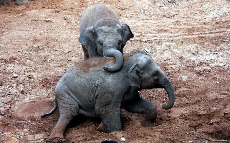 bathing, elephants, 1080P, asian, bath, taking, african, mud, animals