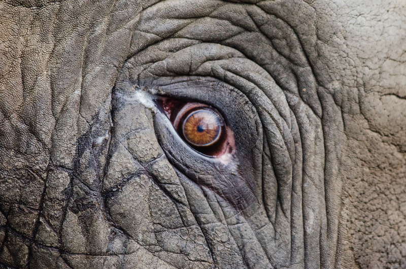 animal wildlife, animals in the wild, mammal, big, grey, animal themes, wrinkled, animal eye, animal body part, large, animal, wrinkles, photo, close, endangered