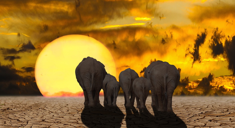 mammal, vertebrate, search, sunset, elephant, asian elephant, animal themes, drought, sky, desert, animal wildlife, togetherness, clouds, fantasy, thirst