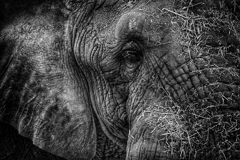 head, animal head, asian elephant, day, wrinkled, zoo, wrinkles, pachyderm, profile, grayscale, animal skin, black and white, nature, eye, ear, animal themes