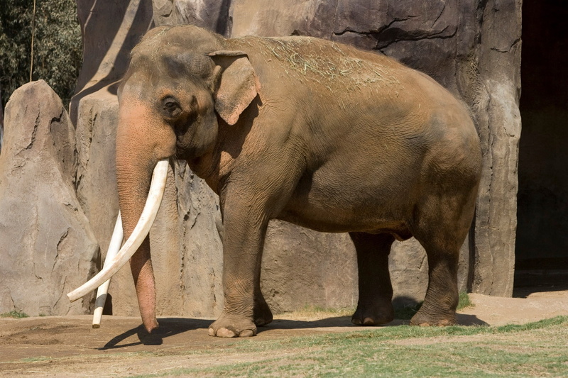 animal wildlife, animal family, elephant backgrounds for desktop hd backgrounds, animal, standing, elephant, tree, sunlight, no people, 1080P, zoo, one animal