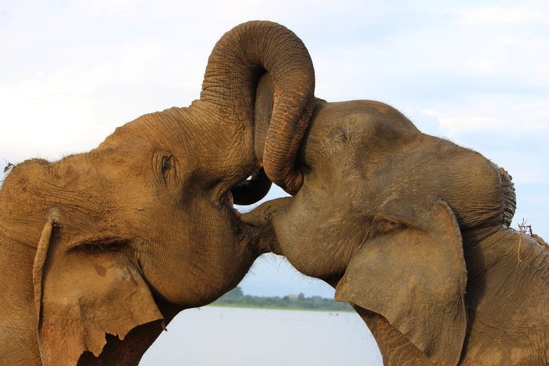 body, domestic animals, sky, mammal, animal mouth, two, two animals, galle, vertebrate, close-up, brown, elephants, animal head, animal wildlife, contest
