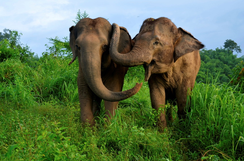 asian elephant, grass, animal family, animal body part, group of animals, herbivorous, plant, nature, animal wildlife, animals in the wild, vertebrate