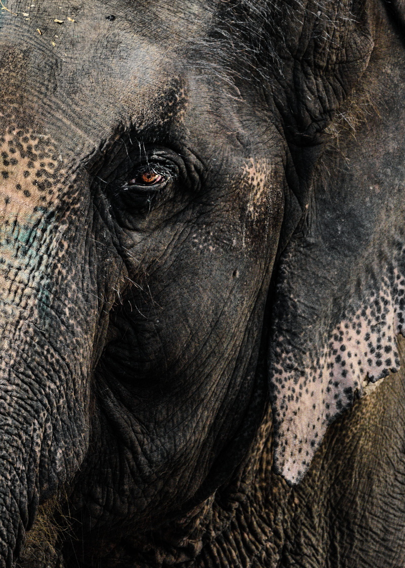 day, animal themes, one animal, animal head, animal eye, nature, eye, animal trunk, close-up, animals in the wild, animals, mammal, herbivorous, animal body part