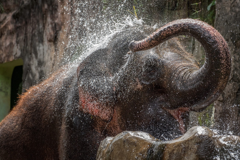 day, animal, asian, animal trunk, wildlife, elephant, water, one animal, flowing, vertebrate, splashing, background, outdoors, motion, large, animals in the wild