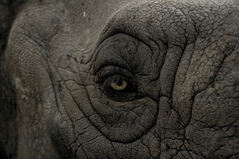 wild animal, animal, animal themes, animal skin, animal head, wrinkled, day, royalty  images, dark, black and white, one animal, animal eye, animals in the wild