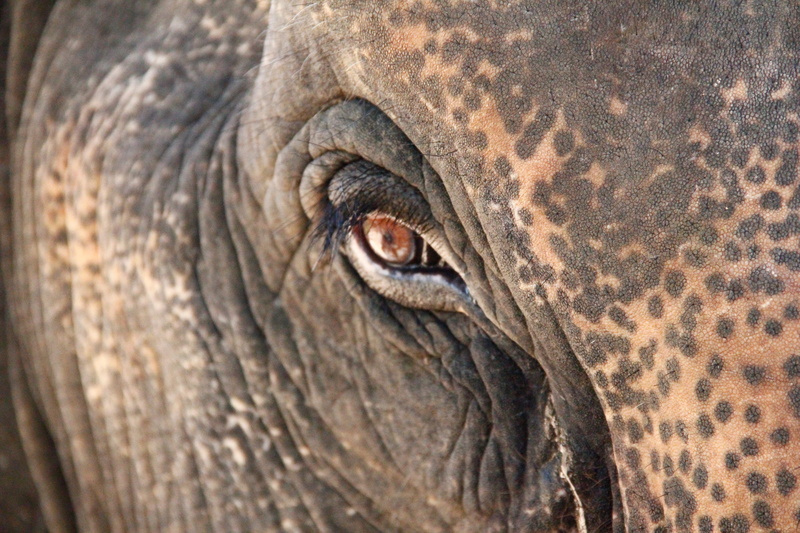 animal skin, vertebrate, 5K, outdoors, animal, one animal, animals in the wild, animal themes, elephant, close-up, animal wildlife, herbivorous, eye, mammal