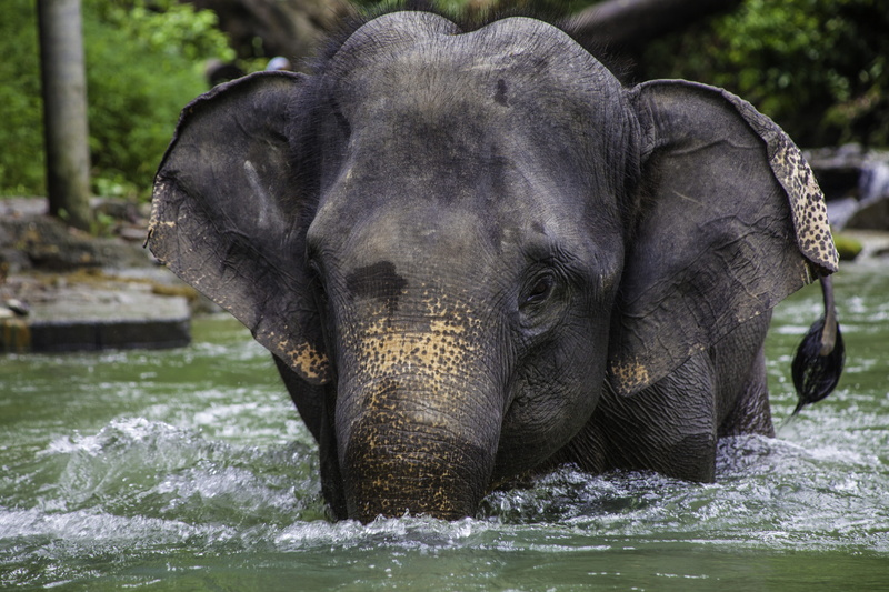 walking, animal body part, outdoors, no people, phang-nga, safari, day, river, animal head, animal Trunk, Elephant, water, animal themes, Asian Elephant