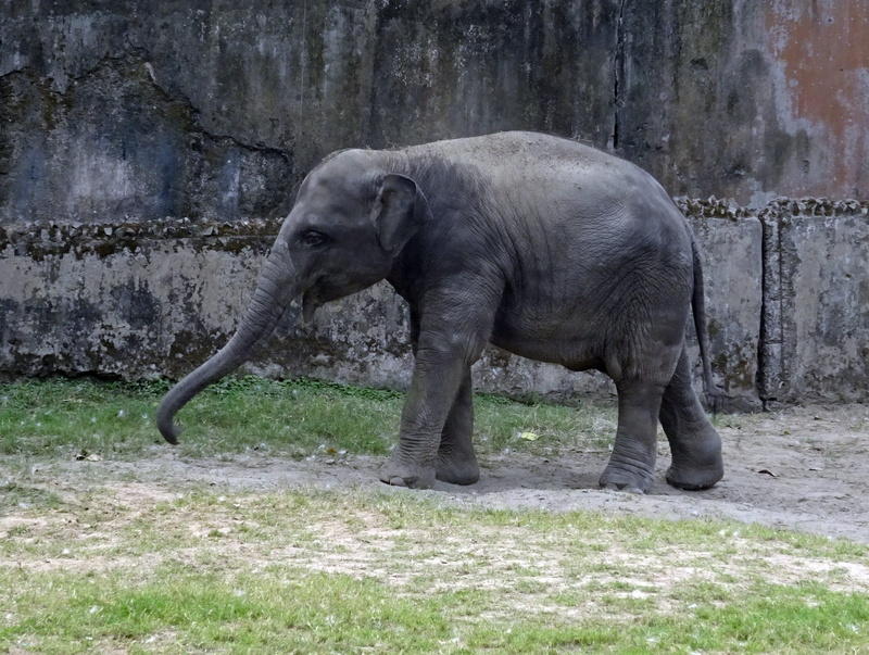 side view, plant, indian, Elephant, animal themes, no people, strength, animal wildlife, nature, animal trunk, herbivorous, animals in the wild, Animal