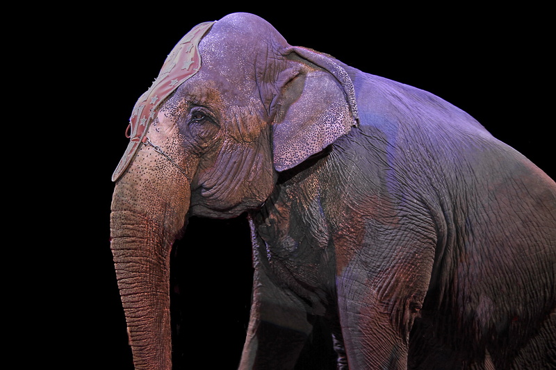 wall, asian elephant, studio shot, animal body part, one animal, animal eye, profile view, indian elephant, mammal, black background, vertebrate, wildlife