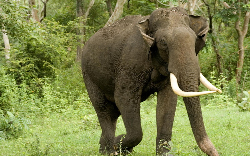 Asian Elephant, Animal, 1080P