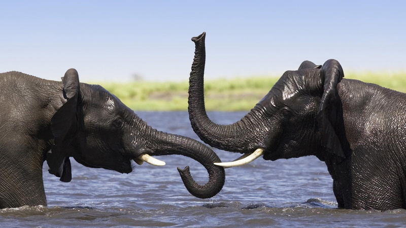 animal themes, endangered Species, profile view, splashing, outdoors, pachyderm, wildlife, african Elephant, asian elephant, animal body part, side view