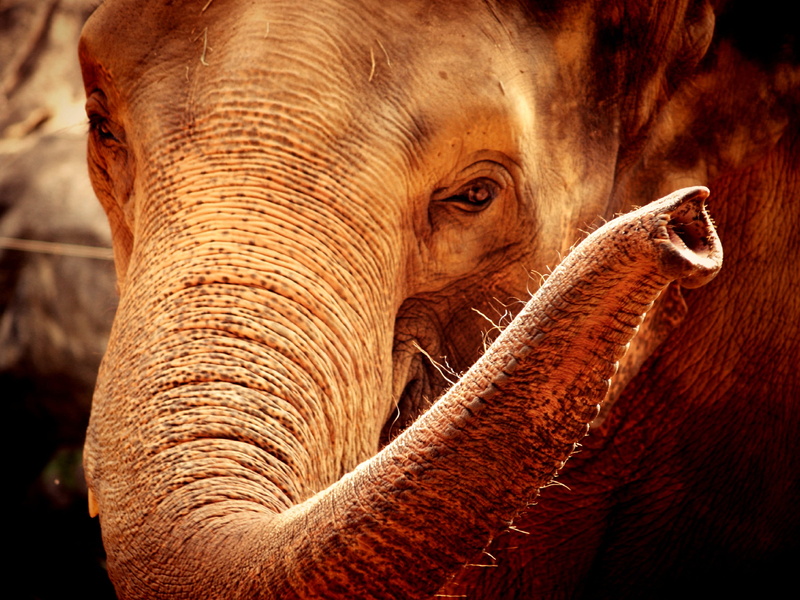 up, tough, mammal, zoo, animals in the wild, nature, animal wildlife, one, ear, elephant, close-up, strong, tusk, wise, vertebrate, animal eye, wild, aged