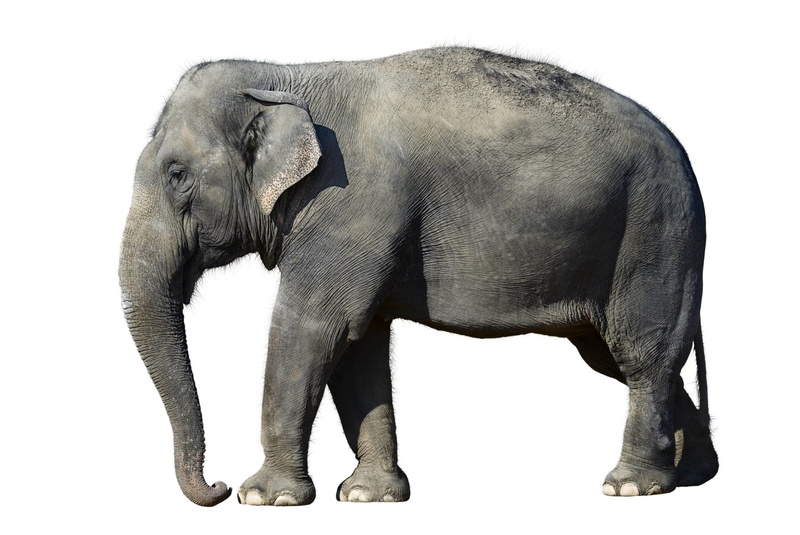 profile view, cut out, one animal, animal body part, white background, animal wildlife, side view, elephant pretty picture background, animal themes, 1080P