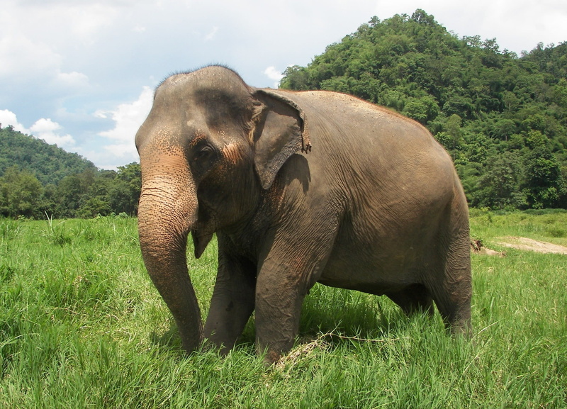 herbivorous, asian elephant, outdoors, growth, vertebrate, grass, nature, one animal, animal body part, animal wildlife, no people, animal themes, Thailand