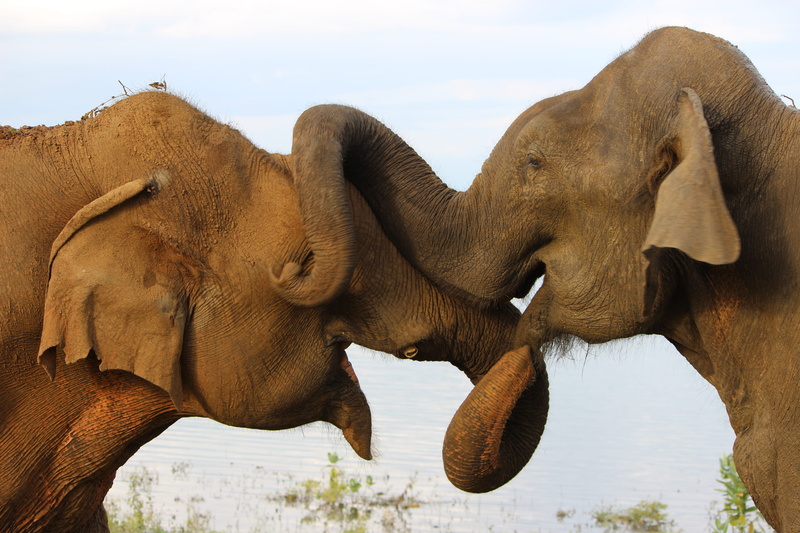 animal themes, elephant, nature, animals in the wild, herbivorous, 5K, animal trunk, outdoors, two animals, sri lanka, togetherness, elephants, domestic animals