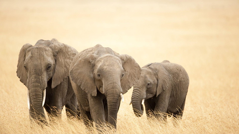 elephant, 1920x1080, calf, 1080P, calves, animals