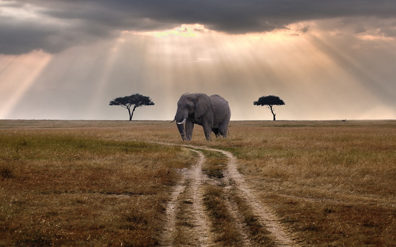 african elephant, vertebrate, group of animals, grass, field, animal wildlife, 1080P, animal, environment, sky, animals in the wild, herbivorous, animal themes