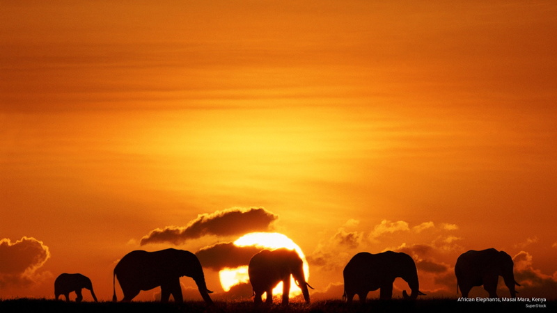 mara, Animals, kenya, african, elephants, 2K, masai