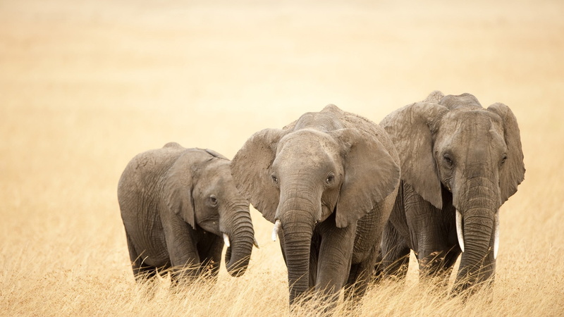 animal trunk, vertebrate, 1080P, animal family, elephant, animals in the wild, herd, animal, plant, nature, day, elephant calf, young animal, group of animals