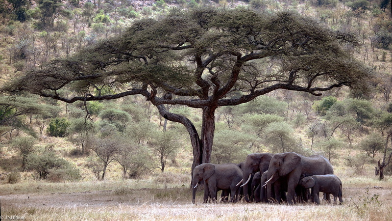 field, elephant, no people, landscape, animal themes, african elephant, animal family, day, herd, savannah, outdoors, land, safari, animal, animal trunk