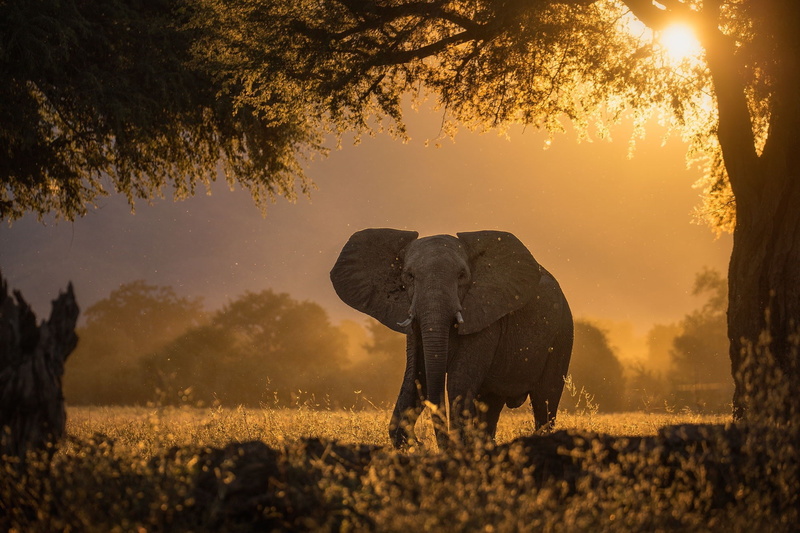 animals in the wild, photography, sun, mammal, no people, tree, african elephant, trees, sunlight, herbivorous, elephant, animal family, animal trunk, 1080P