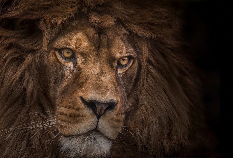 Wildlife, whisker, Big Cat, Close-Up, 1080P, animal themes, Lion, mammal, focus on foreground, one animal, black background, animal eye, portrait, predator (Animal)