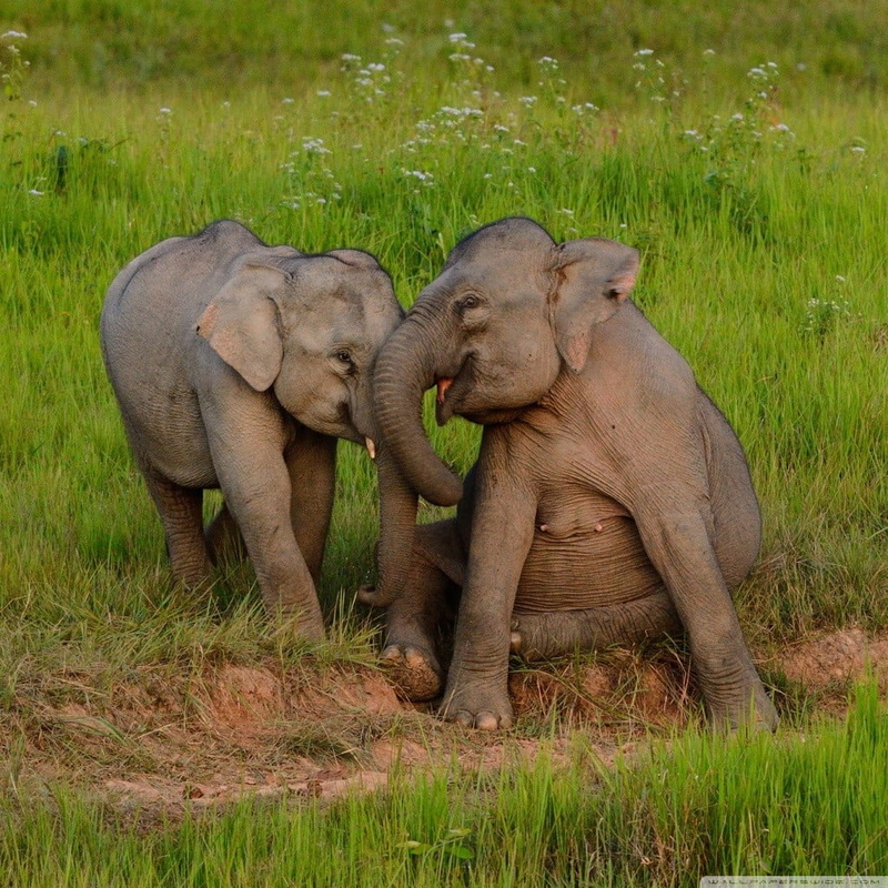 no people, grass, nature, animal trunk, togetherness, herbivorous, animal family, domestic animals, outdoors, safari, animals in the wild, 480P, animal themes