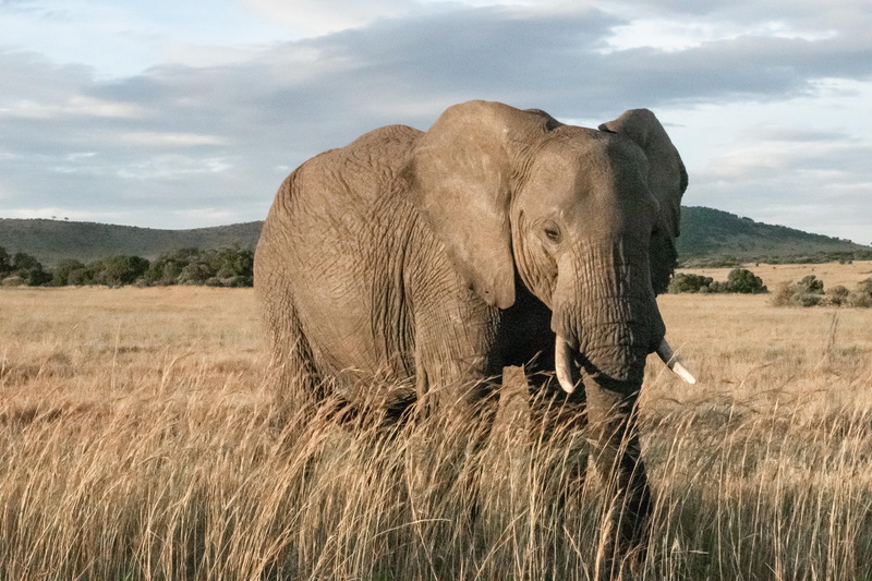 elcarito, animal, vertebrate, animal trunk, outdoors, tusk, maasai mara, wild, wildlife, herbivorous, 5K, day, animal wildlife, animal themes, adult, elephant