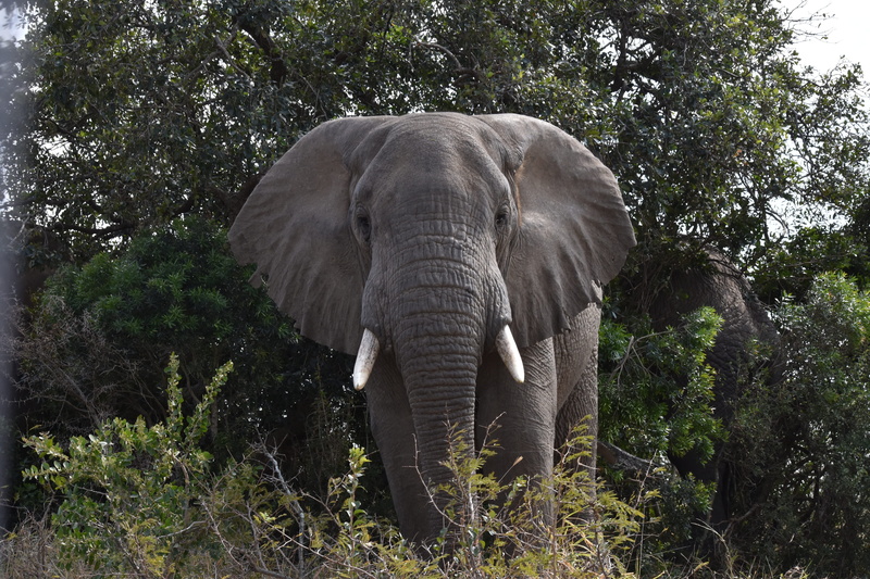 mammal, five, wild, animals in the wild, tusk, reserve, safari, no people, grass, one animal, animal body part, south-africa, tree, 5K, animal wildlife