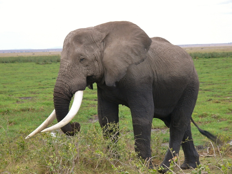 kenya, field, herbivorous, environment, animal trunk, animal themes, animals, animal, walking, safari, safari animals, africa, elephant, grass, outdoors