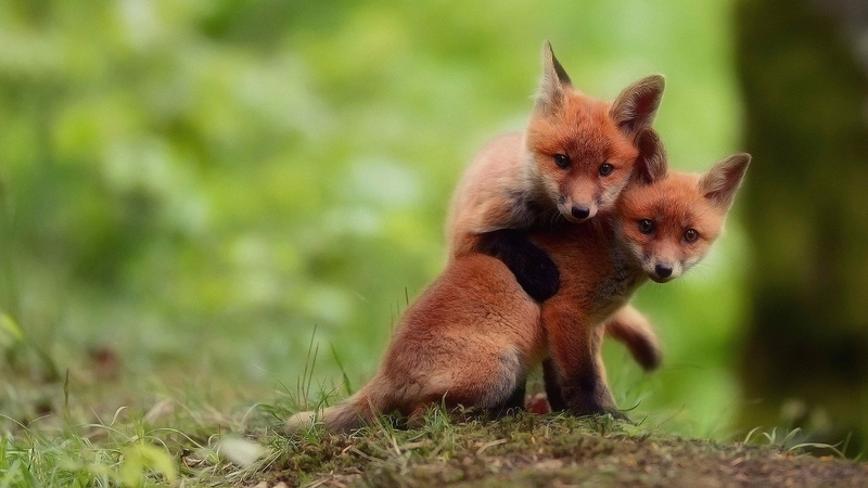 cub, foxes, cubs, wilderness, fauna, wild animals, grass, fox, wildlife, blur, cute, red fox, snout, whiskers, 4K