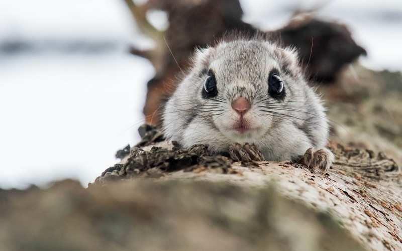 Animal, Squirrel, Flying Squirrel, Wildlife, 1080P, Rodent
