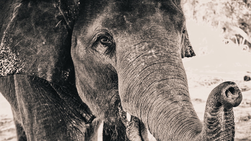 gray, closeup, elephant, wildlife, monochrome, animals, 4K