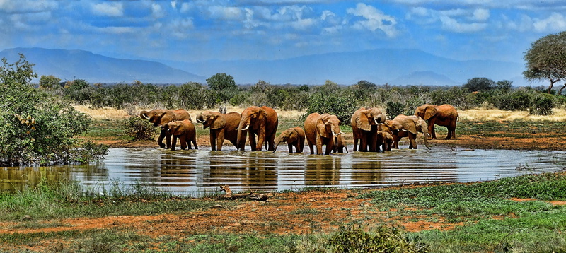 animals In The Wild, animal family, animal world, water hole, elephant, herd, nature, no people, elephants, drinking, outdoors, lake, africa, body, day